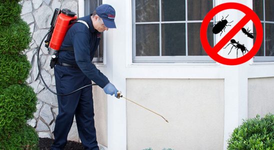 Hemşin Kene İlaçlama böcek ilaçlama ve haşere kontrolü — ilaclama-tr.com